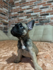 Additional photos: healthy French Bulldog puppies