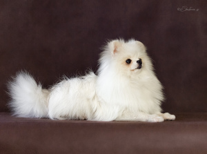 Photo №2 to announcement № 1980 for the sale of german spitz - buy in Russian Federation private announcement