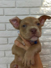 Additional photos: American Bully Dream