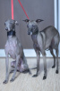 Additional photos: Italian greyhound puppies