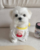 Photo №2 to announcement № 97160 for the sale of maltese dog - buy in United States private announcement