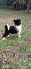 Photo №2 to announcement № 17927 for the sale of american akita - buy in Russian Federation private announcement