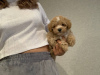 Additional photos: TERMS OF SALES maltipoo f1 min, delivery, bargaining, maltipoo f1