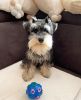 Additional photos: Beautiful Vaccinated Schnauzer puppies available for sale now for loving homes