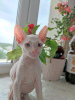 Additional photos: Don Sphynx kittens