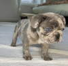 Photo №1. french bulldog - for sale in the city of Texas City | 550$ | Announcement № 30120