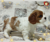 Photo №4. I will sell cavalier king charles spaniel in the city of Minsk. breeder - price - negotiated