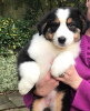 Photo №1. australian shepherd - for sale in the city of Vienna | 317$ | Announcement № 75973