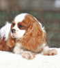 Photo №1. cavalier king charles spaniel - for sale in the city of Палм-Бич | 1500$ | Announcement № 43377