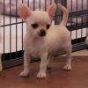Photo №2 to announcement № 48035 for the sale of chihuahua - buy in Sweden 