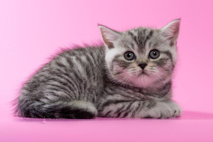 Photo №3. British kittens - silver spotted girl. Belarus