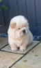 Photo №1. chow chow - for sale in the city of Barnsdall | 300$ | Announcement № 107208