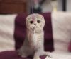 Photo №1. scottish fold - for sale in the city of Стамбул | negotiated | Announcement № 15647