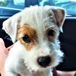 Photo №4. I will sell parson russell terrier in the city of Minsk. breeder - price - negotiated