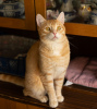 Photo №3. The wonderful cat Peach is looking for a home.. Russian Federation