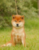 Photo №1. shiba inu - for sale in the city of Riga | negotiated | Announcement № 12541