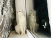 Photo №1. turkish angora - for sale in the city of Bishkek | 300$ | Announcement № 54849