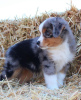 Photo №3. Australian shepherd. Czech Republic