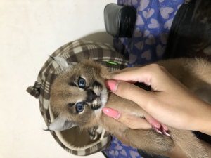 Photo №4. I will sell caracal in the city of Krasnodar. breeder - price - negotiated