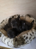 Photo №3. Home trained French Bulldog puppies available now. Germany