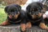 Photo №1. rottweiler - for sale in the city of Prague | Is free | Announcement № 124133