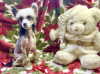 Photo №1. chinese crested dog - for sale in the city of Berlin | Is free | Announcement № 125180