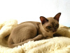 Additional photos: english burmese kittens