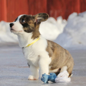 Additional photos: Welsh corgi cardigan puppies from Felangry kennel are free!