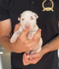 Additional photos: Standard bull terrier puppies