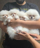 Additional photos: White Pomeranian Spitz puppies