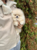 Photo №4. I will sell pomeranian in the city of Würzburg. private announcement - price - 280$