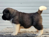 Additional photos: American Akita, puppies