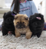 Photo №3. Chow Chow Male Puppies For Sale!. Serbia