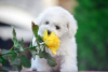 Photo №3. Bichon Frize puppies from parents of champions. Ukraine