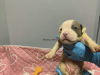 Additional photos: American Bully XL/standard/classic puppies