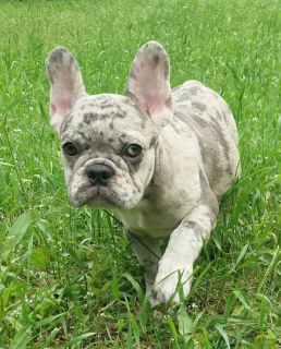 Photo №1. french bulldog - for sale in the city of New York | 3300$ | Announcement № 6994