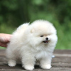 Photo №2 to announcement № 122721 for the sale of pomeranian - buy in Germany private announcement