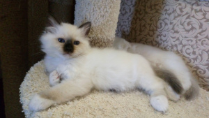 Photo №2 to announcement № 1258 for the sale of birman - buy in Russian Federation from nursery