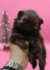 Additional photos: Pomeranian puppies