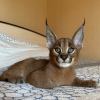 Photo №2 to announcement № 99637 for the sale of caracal - buy in Germany private announcement, from nursery, from the shelter