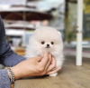 Photo №2 to announcement № 54585 for the sale of pomeranian - buy in United States private announcement