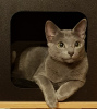 Photo №1. russian blue - for sale in the city of Баку | negotiated | Announcement № 119139