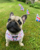 Photo №2 to announcement № 48764 for the sale of french bulldog - buy in United Kingdom 