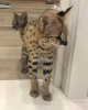 Photo №4. I will sell savannah cat in the city of Гамбург. private announcement, from nursery - price - 1585$