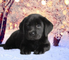 Photo №4. I will sell labrador retriever in the city of Dnipro. private announcement - price - 301$