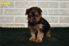 Photo №4. I will sell non-pedigree dogs in the city of Вентура. private announcement - price - negotiated