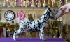 Photo №2 to announcement № 9029 for the sale of dalmatian dog - buy in Ukraine private announcement