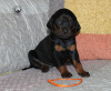 Photo №1. polish hunting dog - for sale in the city of Mińsk Mazowiecki | 520$ | Announcement № 19810