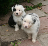 Photo №1. australian shepherd - for sale in the city of Loviisa | negotiated | Announcement № 64983