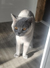 Photo №1. british shorthair - for sale in the city of London | 317$ | Announcement № 56826